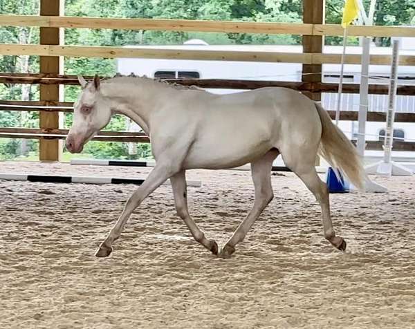 perlino-star-blue-eyes-horse