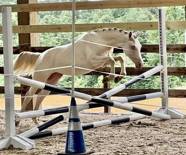 star-blue-eyes-horse