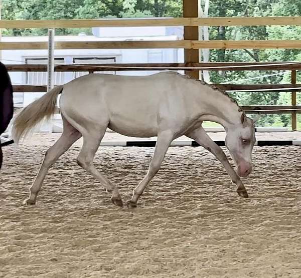 branded-welsh-pony