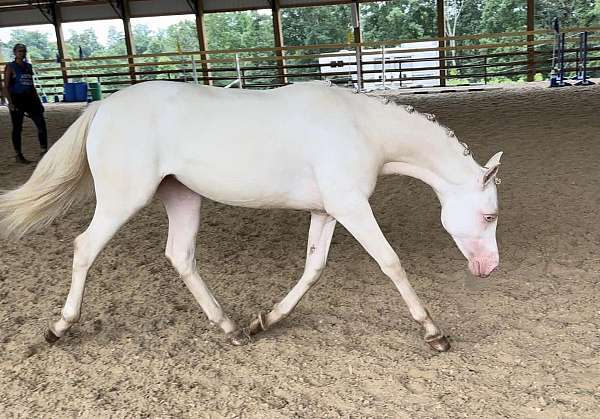 bred-welsh-pony