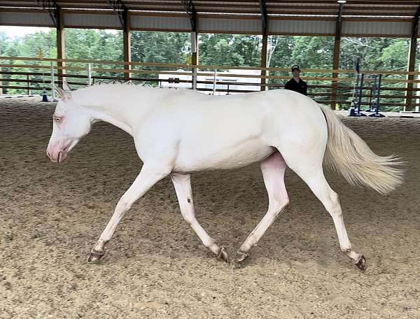 gorgeous-welsh-pony