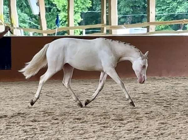 grooming-welsh-pony