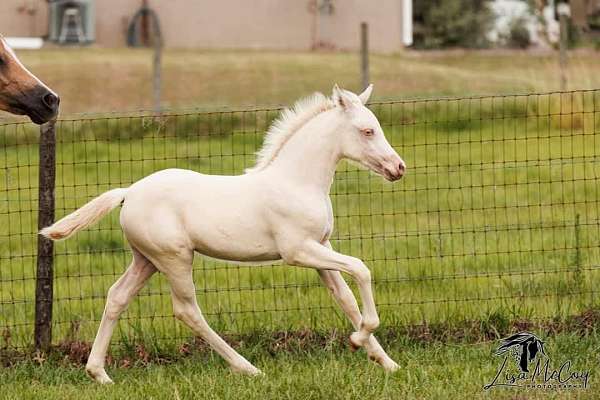 halter-broke-welsh-pony