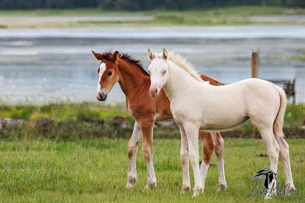 inspected-welsh-pony