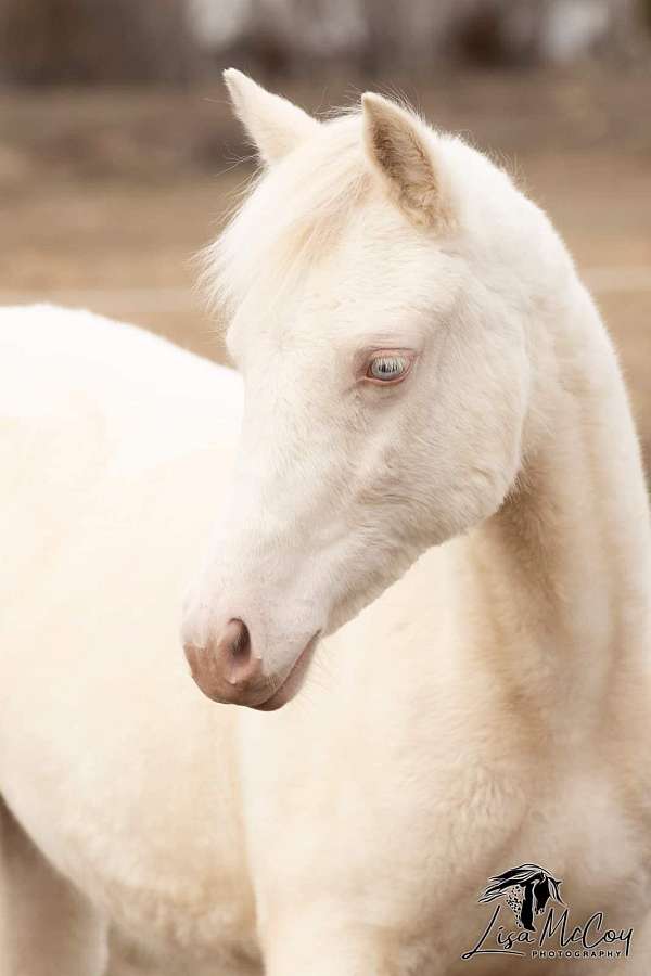 negative-coggins-welsh-pony