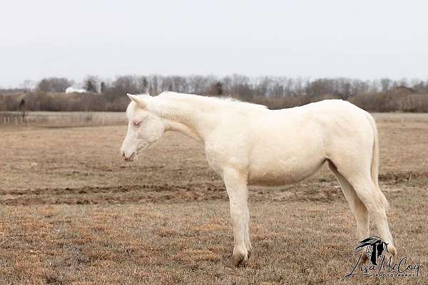 offspring-welsh-pony