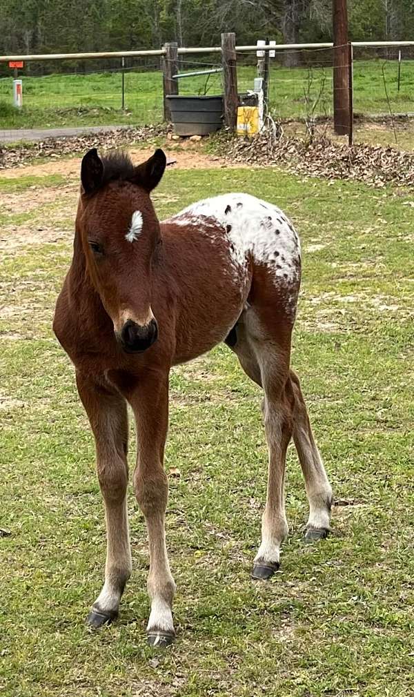 bay-blanket-over-hips-horse