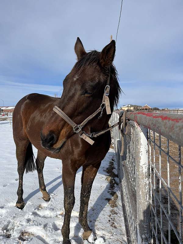 barrel-jumping-thoroughbred-horse