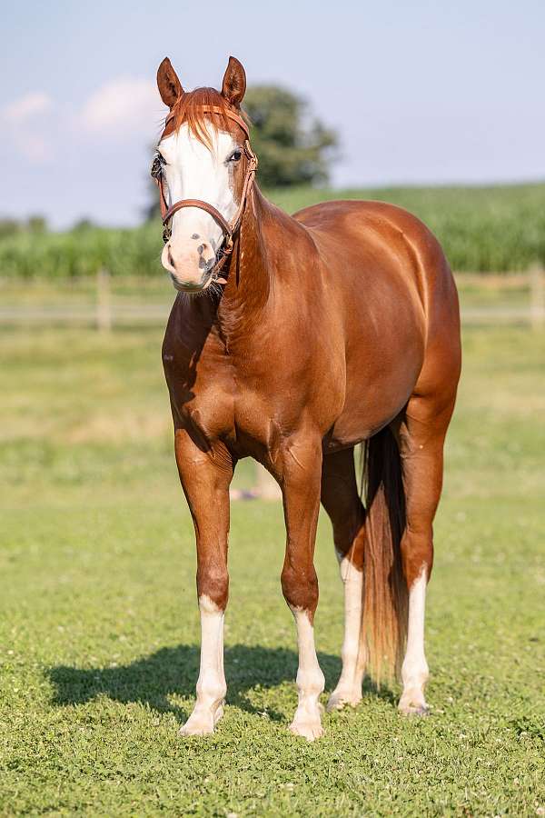 4-white-socks-bald-face-horse