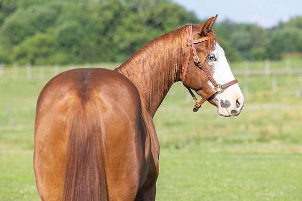 all-around-quarter-horse