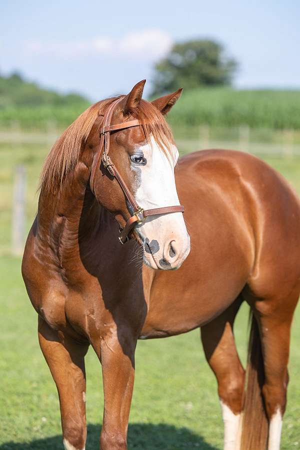 blue-eyed-quarter-horse