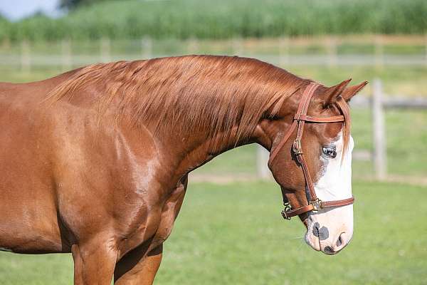 english-pleasure-quarter-horse