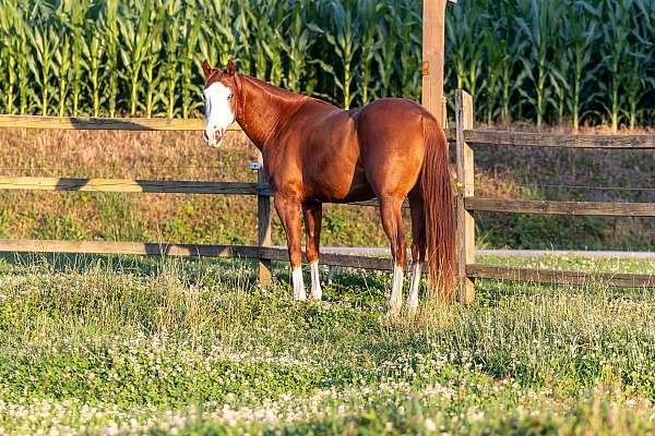 flashy-quarter-horse