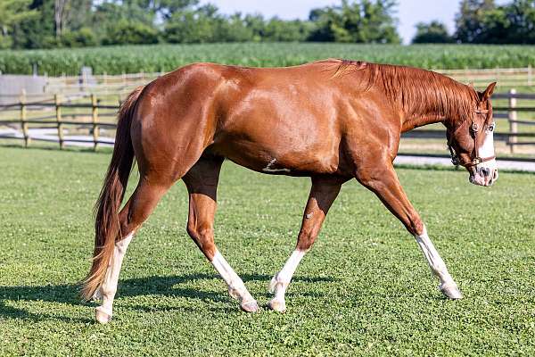 horsemanship-quarter-horse