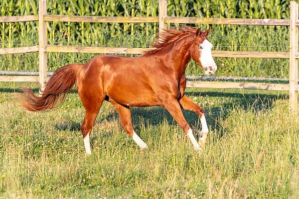 ranch-quarter-horse