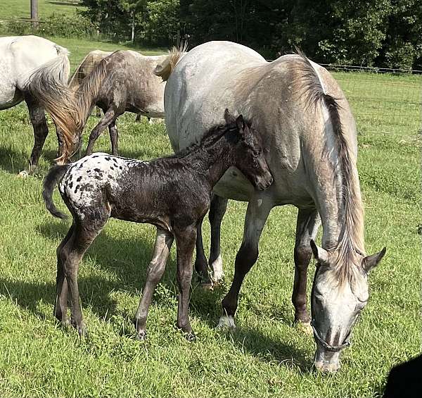 great-pedigree-appaloosa-horse