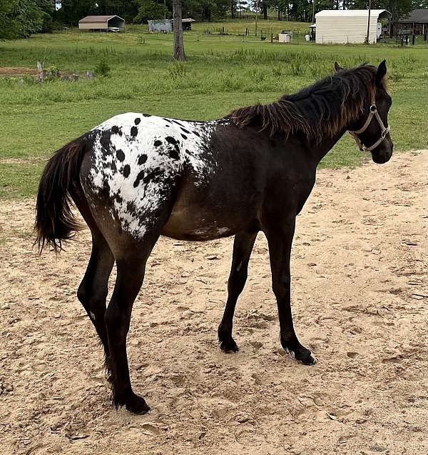 great-pedigree-appaloosa-horse