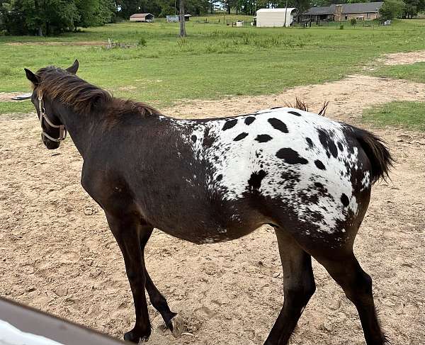 great-dispositions-appaloosa-horse