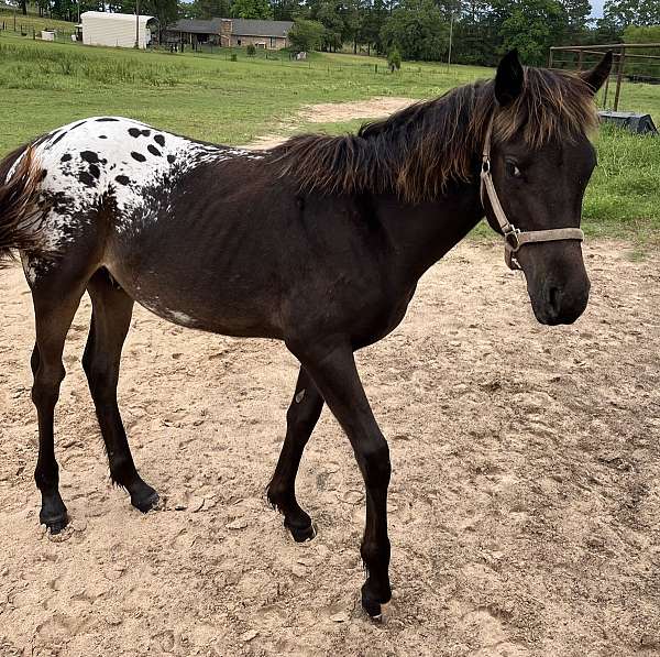 ready-for-new-home-appaloosa-horse