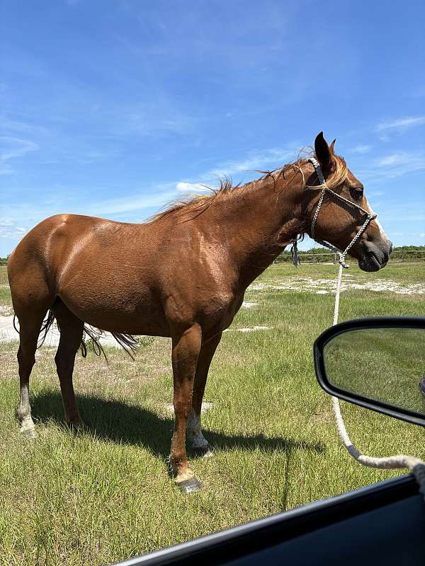 sorrel-experienced-working-horse