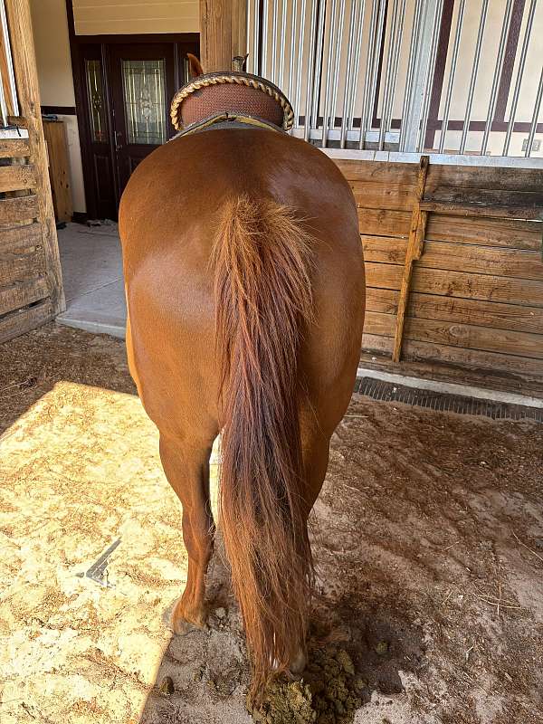 quarter-horse-for-sale