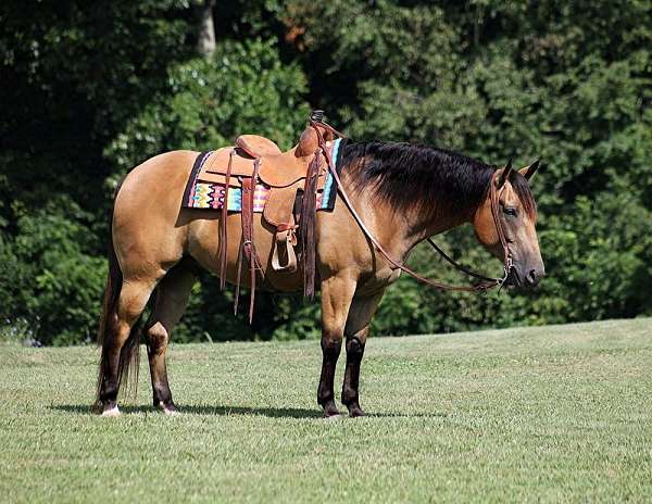 buckskin-rear-socks-horse