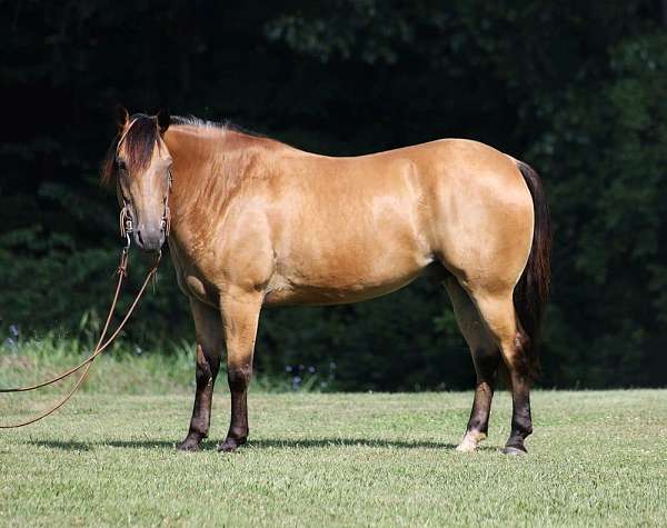 family-horse-quarter