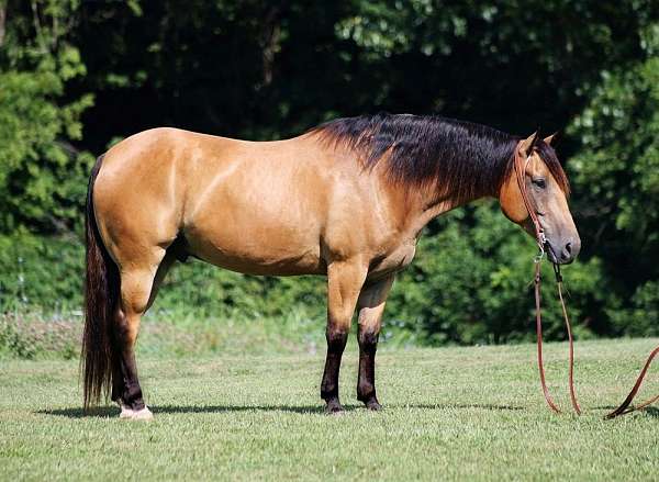 ranch-work-quarter-horse