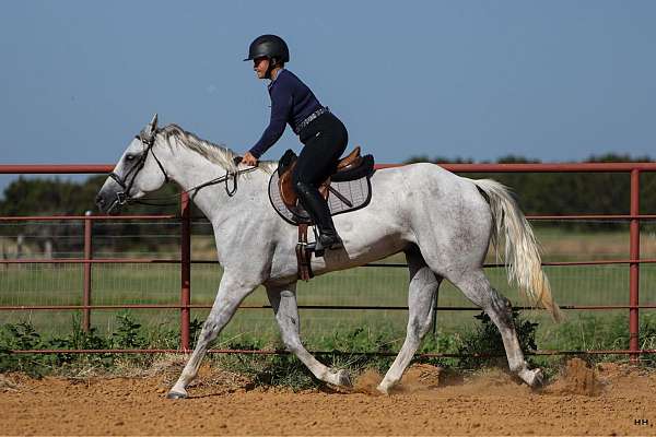 family-horse-quarter