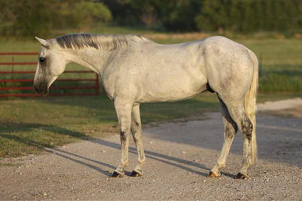 ranch-work-quarter-horse