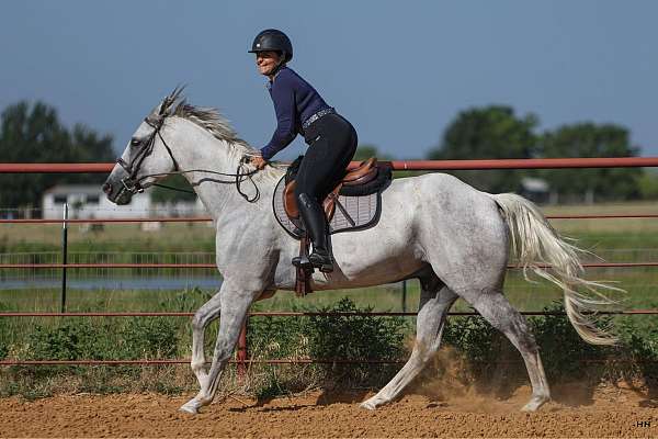 trail-quarter-horse