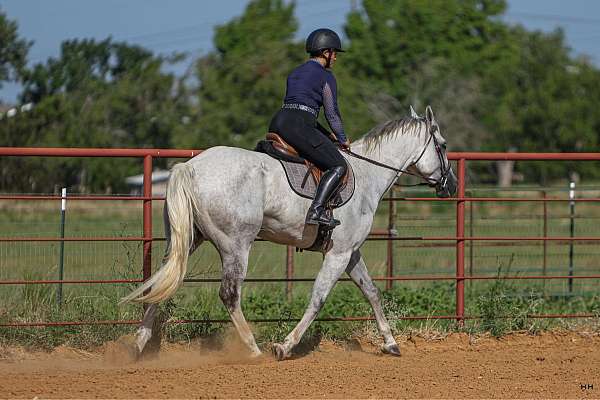 all-around-quarter-horse