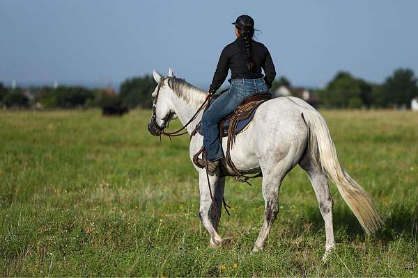 experienced-quarter-horse