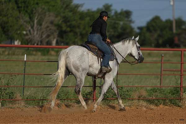 flashy-quarter-horse