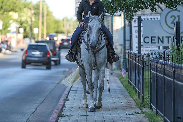 husband-safe-quarter-horse