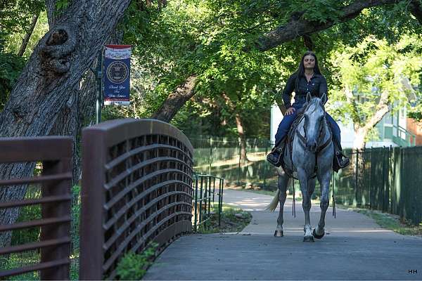 kid-safe-quarter-horse