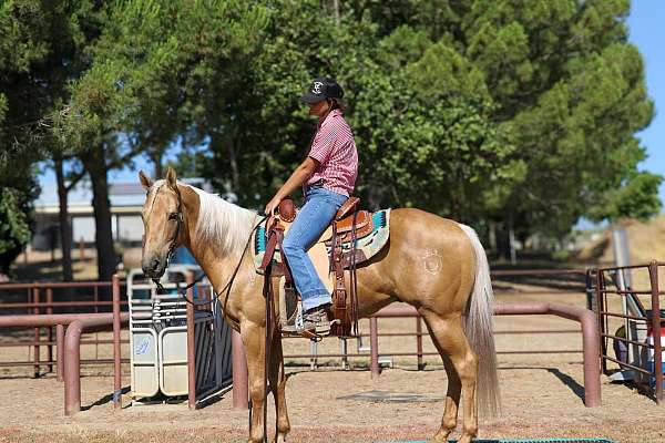 all-around-quarter-horse