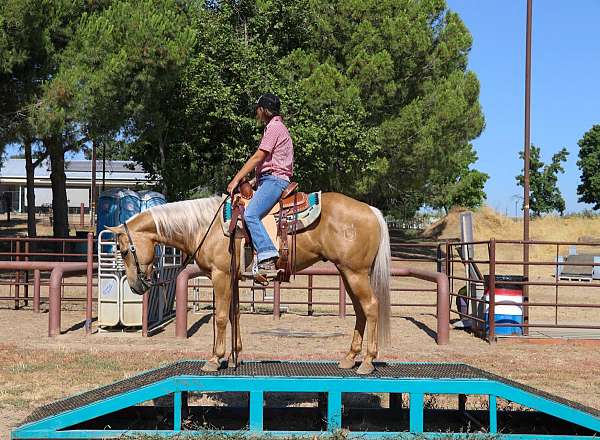 trail-quarter-horse