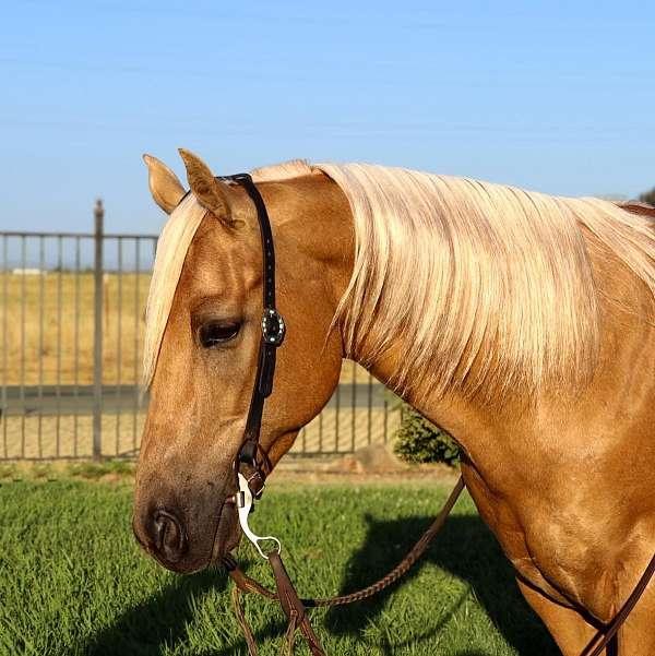 husband-safe-quarter-horse