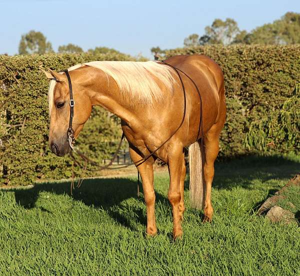 ranch-quarter-horse