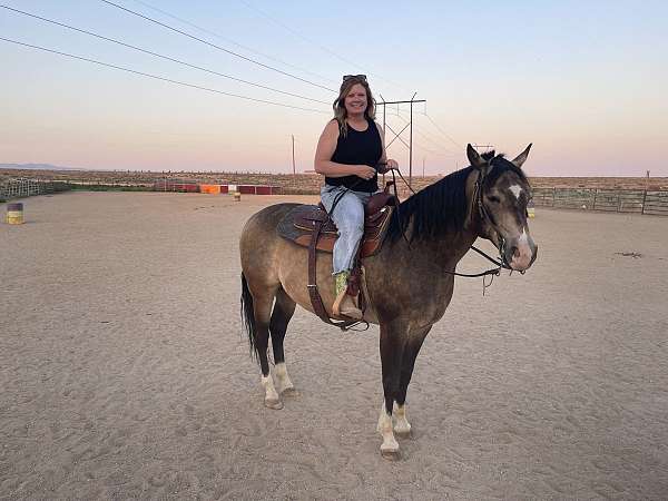 buckskin-socks-on-all-feet-horse