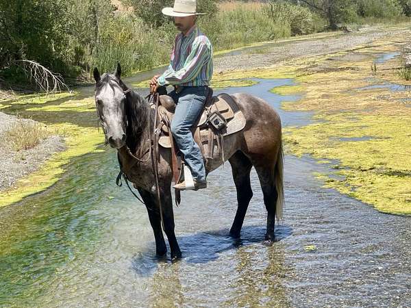 beginner-safe-quarter-horse