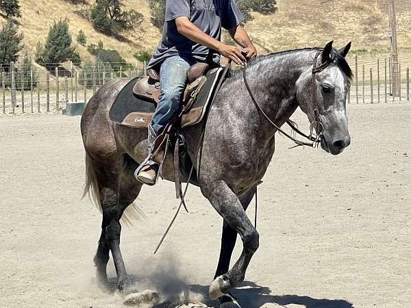 ranch-work-quarter-horse