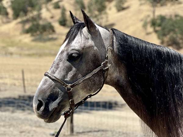 all-around-quarter-horse