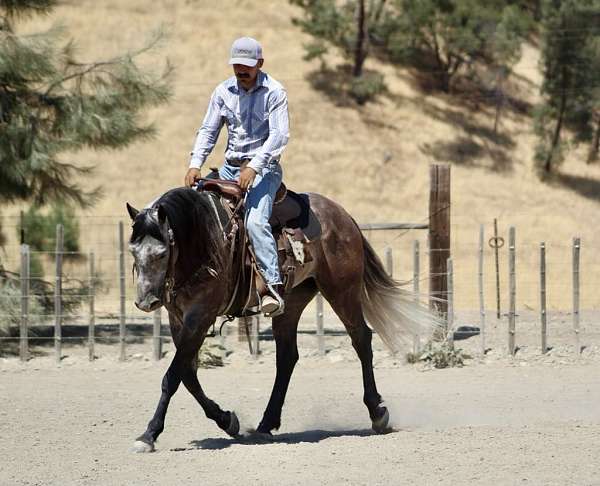 flashy-quarter-horse