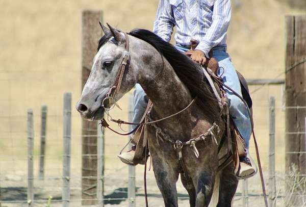 husband-safe-quarter-horse