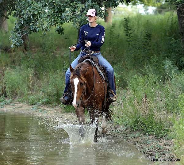 all-around-quarter-horse