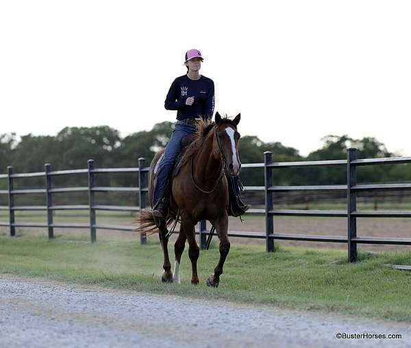 beginner-quarter-horse