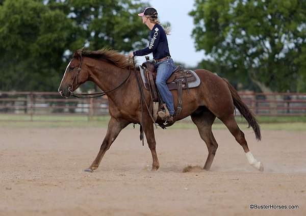 experienced-quarter-horse