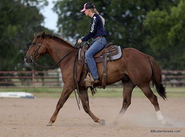 flashy-quarter-horse